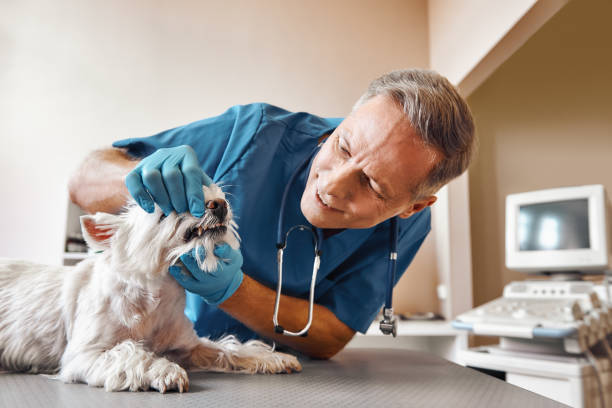 Best Emergency Dental Services for Seniors in Grandview Heights, OH